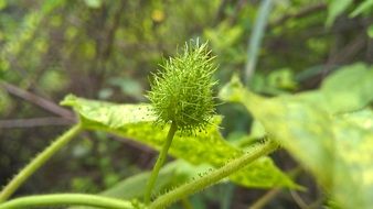 indian green medicinal plant on blurred background