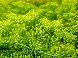 bright green plants like spices