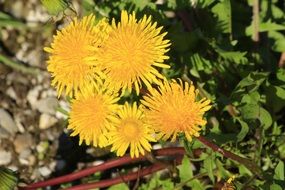 Dandelion medicinal plant