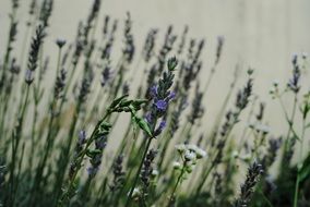 Picture of Lavenders in summer