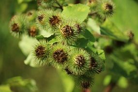 fruits of a burdock close up