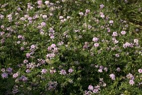 purple seasonal flowers in a garden