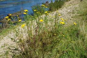 tansy is a useful medicinal plant