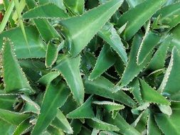 Picture of A Medicinal Plants