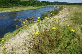 tansy on the river bank