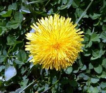 medicinal dandelion