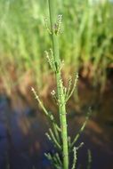 Horsetail Drops among the marsh