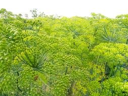 field of plants with umbels