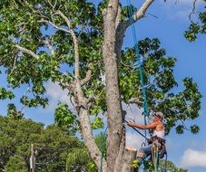 professional gardener on a tree