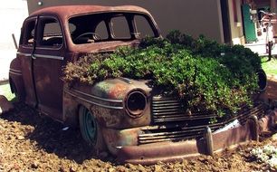 rusty car body with green plant