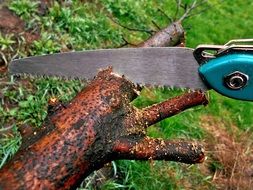 sawing trees in the garden