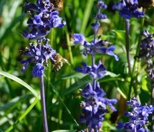 Bees on blue flowers