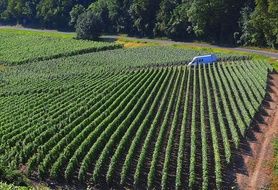 Beautiful vineyard in Chateau in France