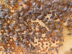 honey bees working on honeycombs