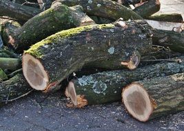 logs from sawn wood