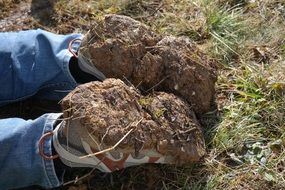 gardener's work shoes, contaminated