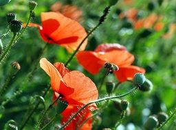 Bee Pollination