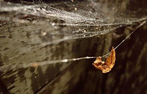 autumn leaf on spider web closeup