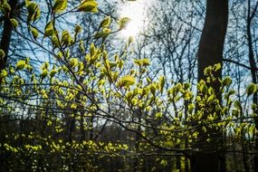 Green Beech Leaves at the sunlight