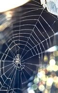 Macro photo of the spider web