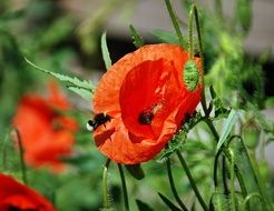 bumblebee pollinating poppy flower on blurred background