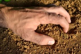 palm in the sand