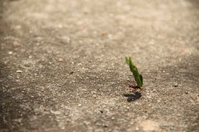 green leaf through asphalt