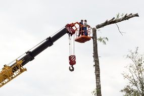 sawmill crane