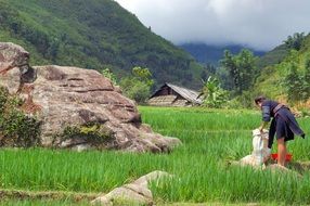 woman on rice field in Vietnam