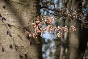 beech for the book industry
