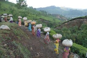 asian Women with heavy packs on heads on mountain side, tea harvesting