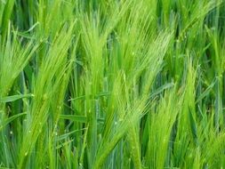 Green wheat plants