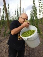 fresh hops in a white bucket