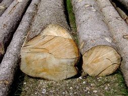 big Felled Tree