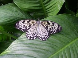 black and white butterfly on green leaves close-up