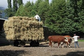 farmers in south of chili