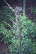 top of a long tree trunk