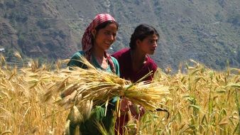 two happy asian women in ripe wheat field, harvesting
