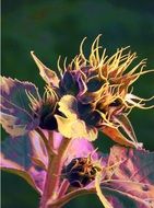 Art work of flowers