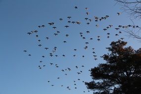 flock of birds in the sky over a green tree