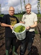 fresh brewer's hops