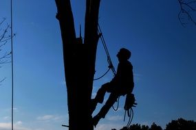 Tree Service