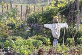 Scarecrow in the garden