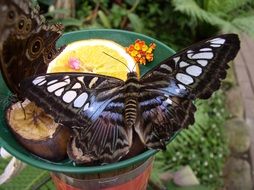 eating butterfly in Maximilian park