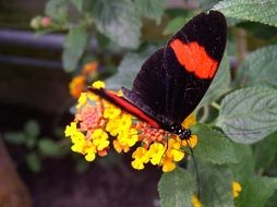 black and red butterfly in Maximilian park