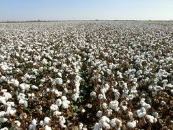 Harvest Cotton