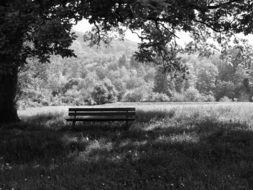 black and white image of a park bench