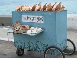 souvenir shells on the counter
