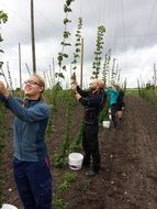 picking of the fresh hops