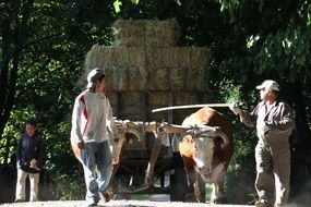 chilean farmers at work